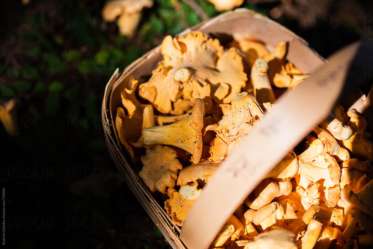 Wild Foraged Mushrooms