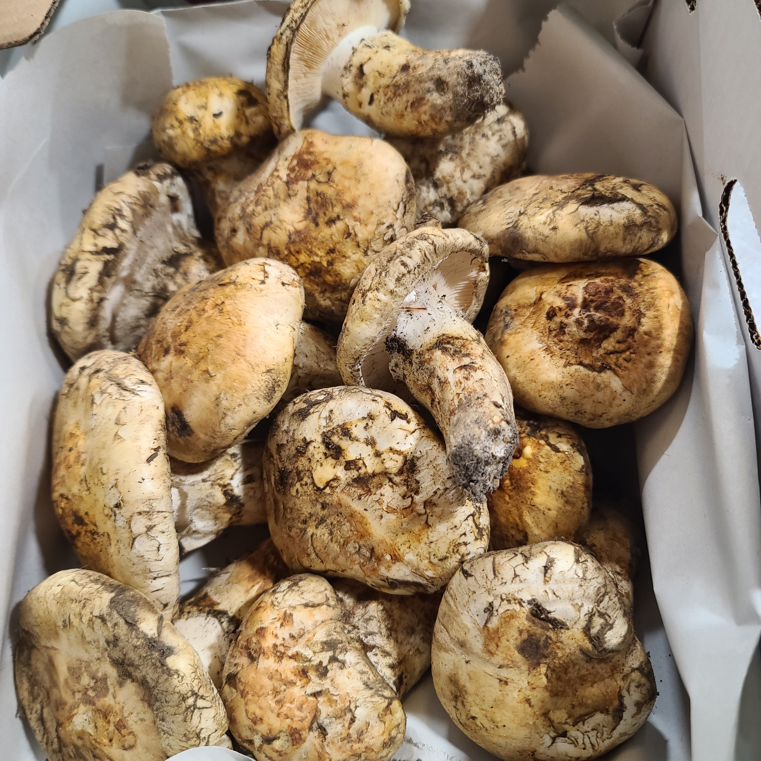 Matsutake open cap grade in a white container with brown tissue paper
