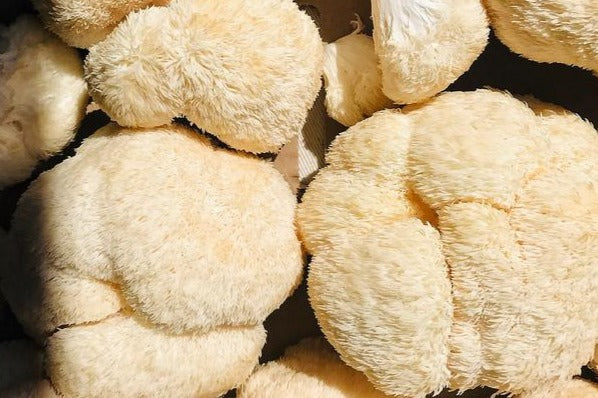 Traditional Health Supporting Mushrooms