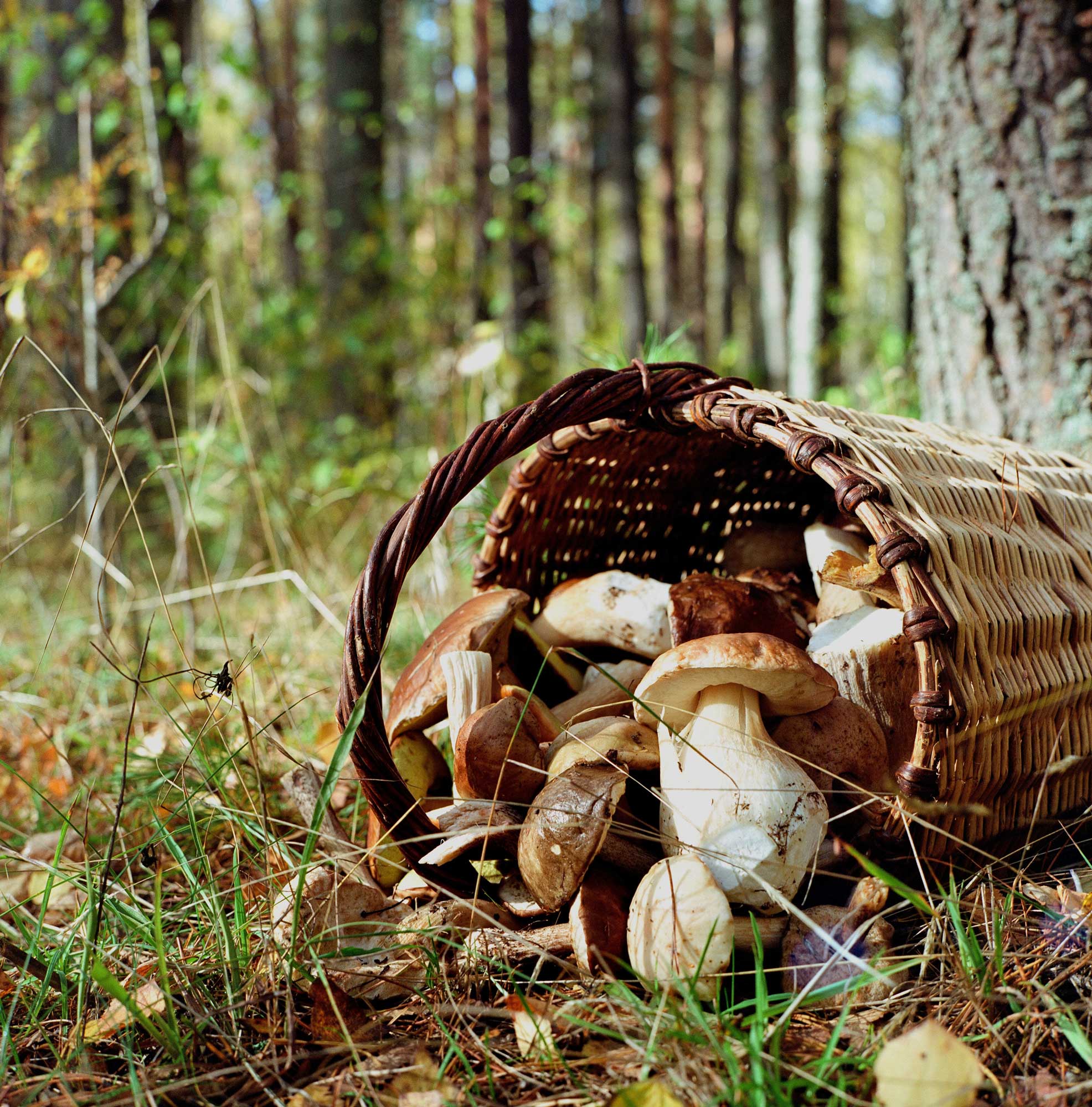 What's In Season Now