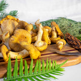 Wild Foraged Chanterelle and Matsutake Mushroom Combo Box