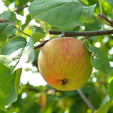 Gravenstein Apple Box for Sauce or Pies