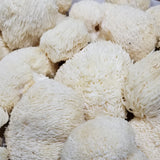 Lion's Mane Mushroom