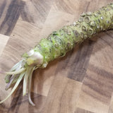 Fresh Wasabi Root