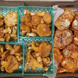 Wild Foraged Chanterelle and Lobster Mushroom Combo Box