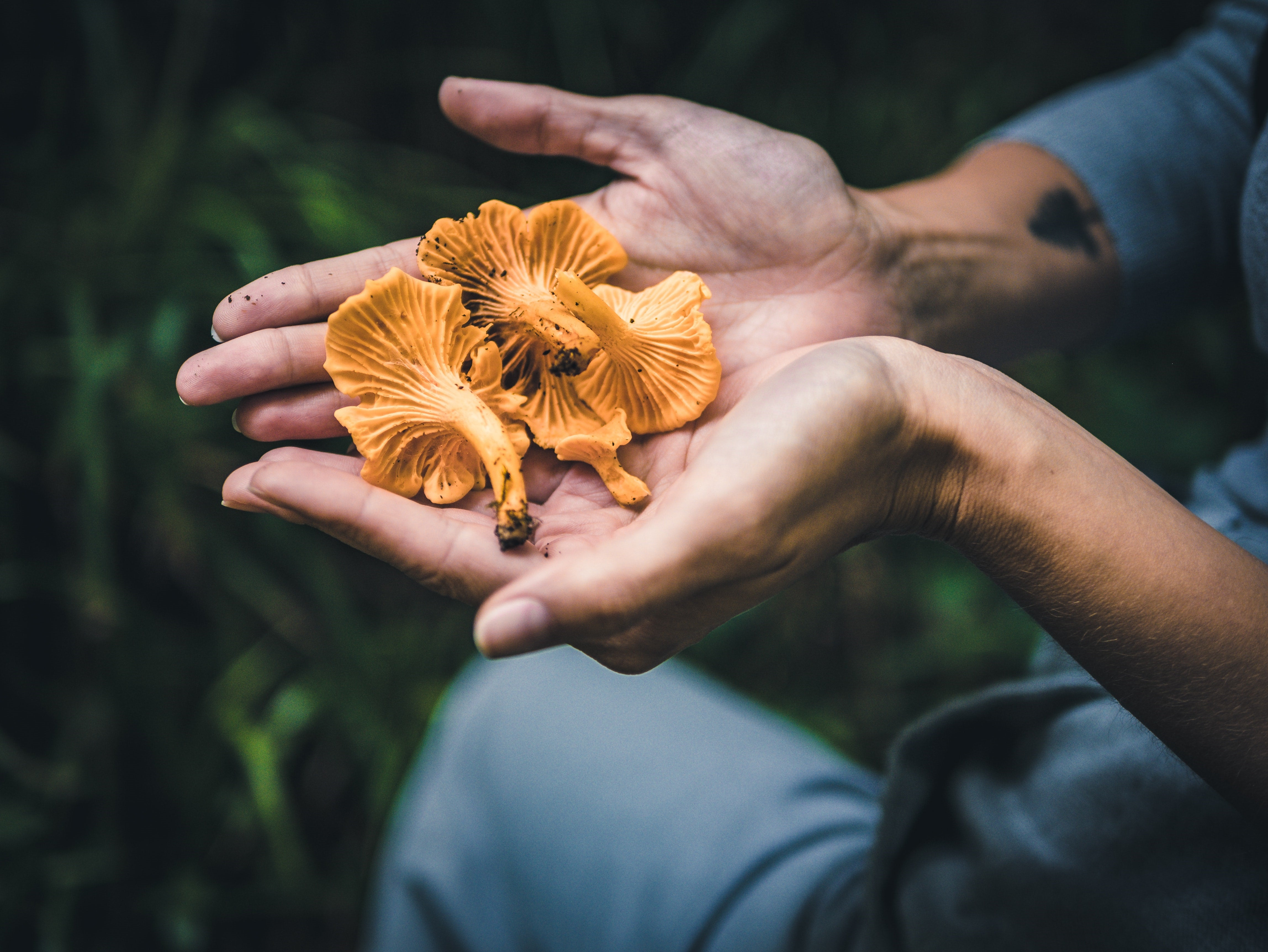 a person holding wild mushrooms in their hands