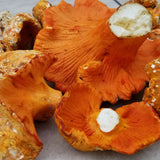 Wild Foraged Chanterelle and Lobster Mushroom Combo Box