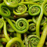 Wild Foraged Fiddlehead Ferns