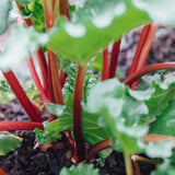 Rhubarb Box