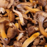 Wild Foraged Hedgehog and Yellowfoot Combo Box