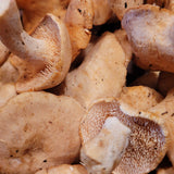 Wild Foraged Hedgehog and Yellowfoot Combo Box